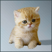 Sweet-Pearls - Perserkatzen / Exotic Shorthair Katzenzucht