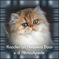 Knockin_on_Heavens_Door1.jpg
