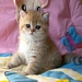 Sweet Pearls Petite Filou | Exotic Shorthair golden chinchilla