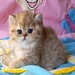 Sweet Pearls Pico Bello | Exotic Shorthair golden chinchilla