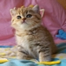 Sweet Pearls Orisha | Exotic Shorthair golden shaded