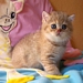 Sweet Pearls Obsession | Exotic Shorthair golden shaded